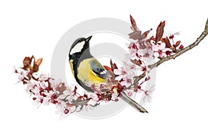 Male great tit looking up, perched on a flowering branch photo