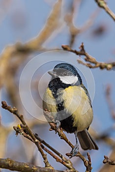 Male Great Tit, Parus major, on branch