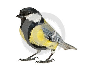 Male great tit, Parus major