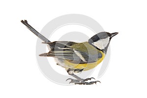 Male great tit, Parus major, isolated on white background. Female