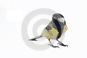 Male great tit, Parus major, isolated on white, bird.