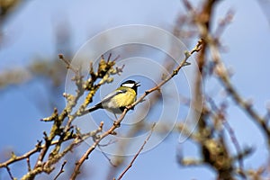 A Male Great Tit  Parus Major