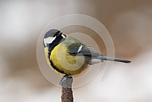 Male Great Tit perched on a branch