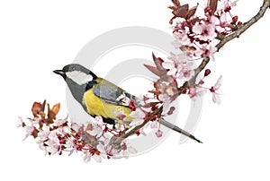 Male great tit perched on a flowering branch, looking up, Parus major