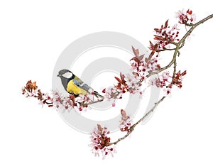 Male great tit perched on a flowering branch, Parus major