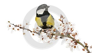 Male great tit perched on a flowering branch, Parus major