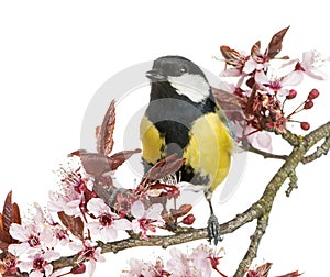 Male great tit tweeting, Parus major, isolated