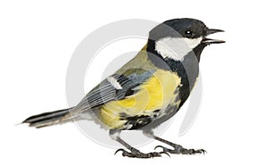 Male great tit tweeting, Parus major