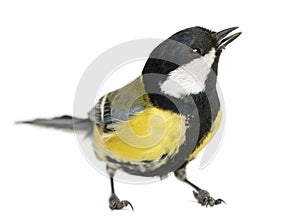 Male great tit tweeting, Parus major, isolated