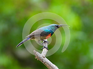Male greater double-collared sunbird isolated