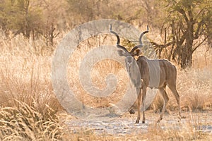 Male Greater Kudu full body standing