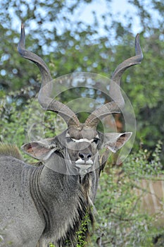 Male greater Kudu with oxpecker showing impressive horns photo