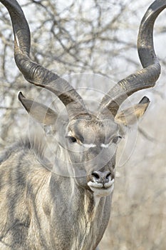 Male greater kudu portrait