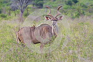 Male Greater kudu, South Africa