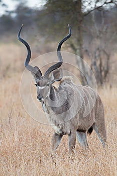 Male Greater Kudu Tragelaphus strepsiceros