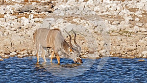 A male greater kudu Tragelaphus strepsiceros drinking at the Okaukuejo waterhole, Etosha National Park, Namibia.