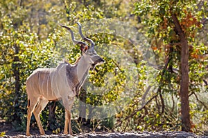 Male Greater kudu Tragelaphus strepsiceros, Ongava Private Game Reserve  neighbour of Etosha, Namibia.