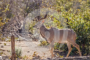 Male Greater kudu Tragelaphus strepsiceros, Ongava Private Game Reserve  neighbour of Etosha, Namibia.