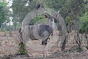 Male Greater Kudu, Tragelaphus strepsiceros, in South Luangwa, Zambia