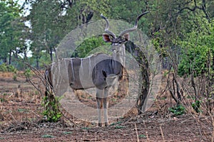 Male Greater Kudu, Tragelaphus strepsiceros, in South Luangwa, Zambia