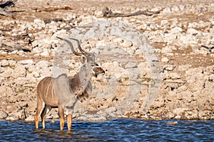 A male greater kudu Tragelaphus strepsiceros standing at the Okaukuejo waterhole, Etosha National Park, Namibia.