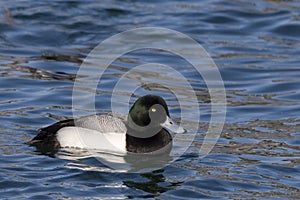 A Male Greater Scaup, Aythya marila, swimming