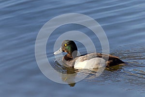 A male Greater Scaup in breeding colors swimming in a lake