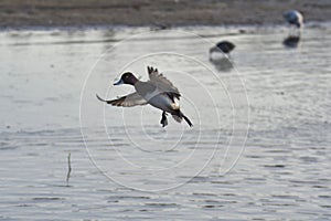 A male greater scaup making a landing.