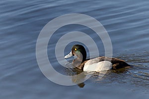 Male greater scaup swimming in a lake