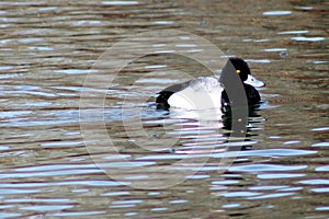 A greater scaup swimming in Fain Lake in Prescott Valley, Arizona photo