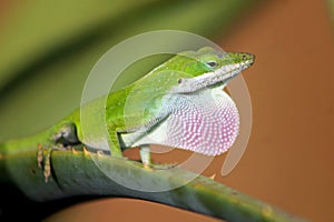 Male green anole displaying its pink dorsal ridge