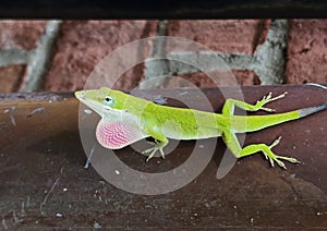 Male green anole with pink dewlap extended on a copper pipe at a home in Dallas, Texas.