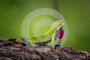 A male Green Anole shows off his red dewlap