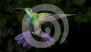 Male Green-Breasted Mango Hummingbird photo