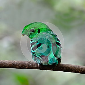 Male Green Broadbill