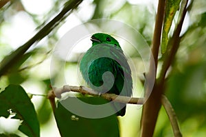 Male Green Broadbill (Calyptomena viridis)