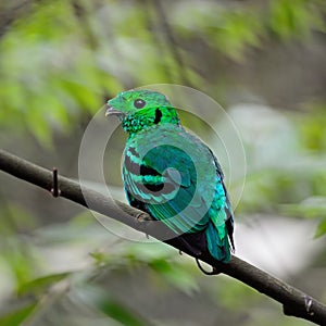 Male Green Broadbill photo