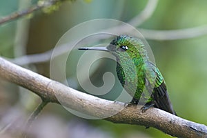 Male Green-crowned Brilliant, Heliodoxa jacula, perched