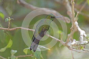 Male Green Crowned Brilliant Hummingbird