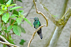 Male Green-crowned Brilliant Hummingbird