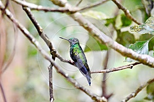 Male Green-crowned Brilliant Hummingbird