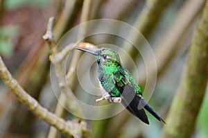 Male Green-crowned Brilliant Hummingbird