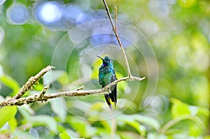 Male Green-crowned Brilliant Hummingbird