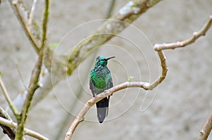 Male Green-crowned Brilliant Hummingbird