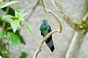 Male Green-crowned Brilliant Hummingbird