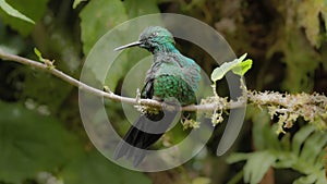 a male green-crowned brilliant hummingbird preening