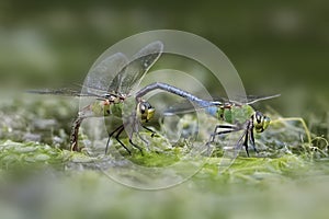 Male Green Darner dragonfly clasping a female behind her head