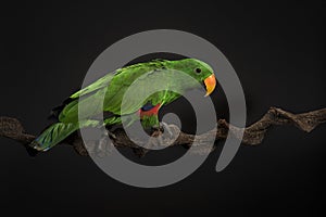 Male green eclectus parrot bird on a black background