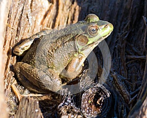 Male Green Frog