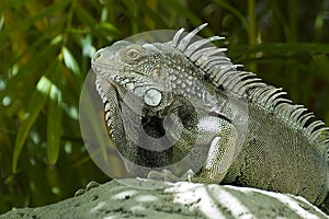 Male Green Iguana